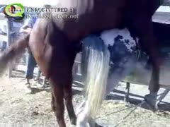 Exclusive dilettante beast sex movie scene footage of 2 horses banging aggressively